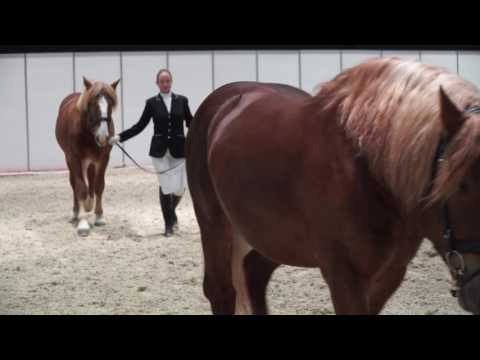 Видео: Парад жеребцов породы советский тяжеловоз