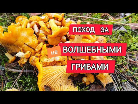 Видео: ГРИБНОЙ СЕЗОН ОТКРЫТ | ЛИСИЧКИ | ЛЕС