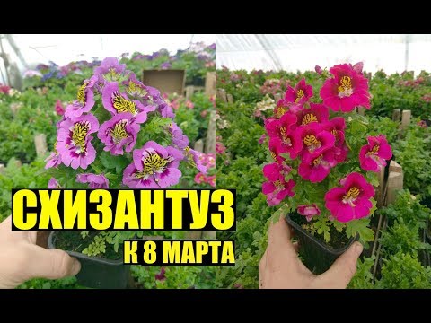 Видео: СХИЗАНТУЗ - выращивание, уход.