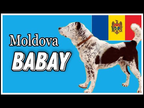 Видео: Познавательное / Грозный Молдавский Бабай - легенда рингов / Alabai