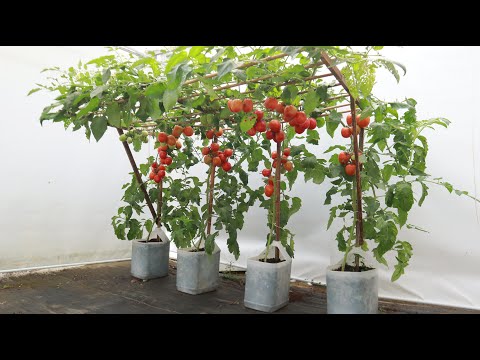 Видео: Я не ожидал, что этот секрет выращивания томатов в пластиковых банках даст столько плодов.