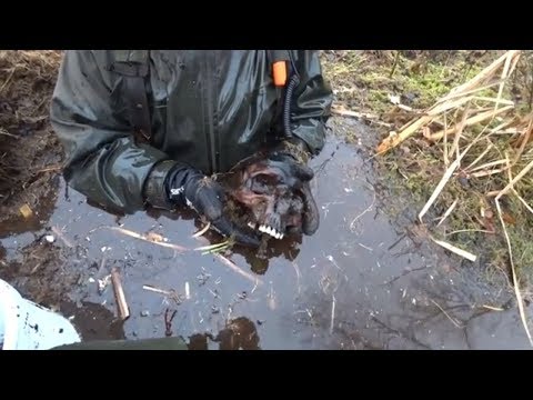 Видео: Нырнули в болото и нашли без вести пропавших солдат, раскопки  на металлоискатель и магнит