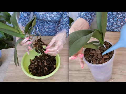 Видео: ОЧЕНЬ ПОКАЗАТЕЛЬНО НОВЫЕ корни орхидеи РОСЛИ при сохранении ГНИЛЫХ. НЕ ТРОНУЛА. Как ДАЛЬШЕ быть...