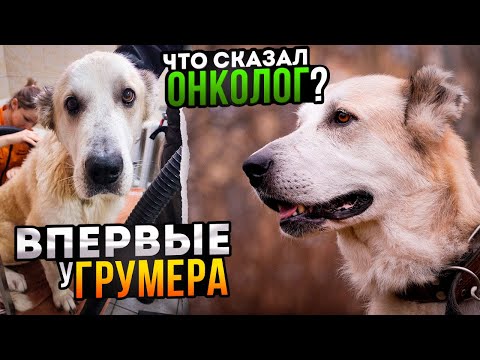 Видео: 3 часть. Алабайку с кладбища отвезли к грумеру и онкологу, взяли анализ на гистологию, раны заживают