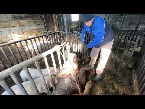 Видео: ‼️## Как подкастрировать Хряка без посторонней помощи ## ‼️