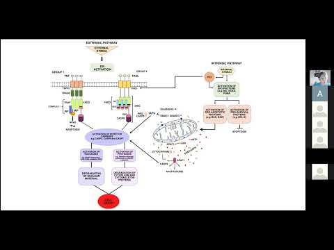 Видео: Анна Батуева «Роль белков семейства Bcl-2 в канцерогенезе»