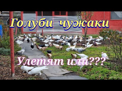 Видео: Подбросили чужих голубей Threw up other people's pigeons