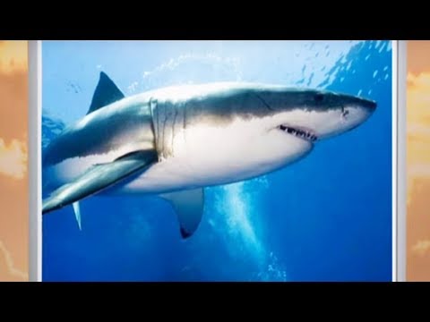 Видео: Акулы - Детям о животных - От слона до муравья (Выпуск 33)