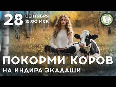 Видео: Кормление коров онлайн в день Индира Экадаши 28 сентября 2024 г.