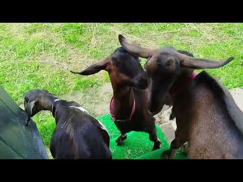Видео: Завтрак - шведский стол