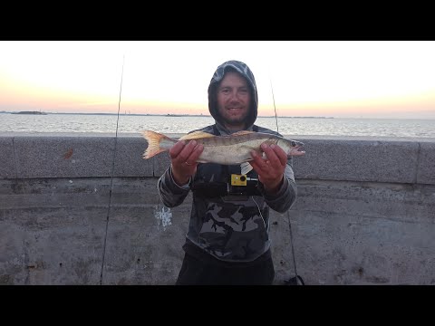 Видео: ДАМБА/ОКУНЬ/СУДАК 🦈