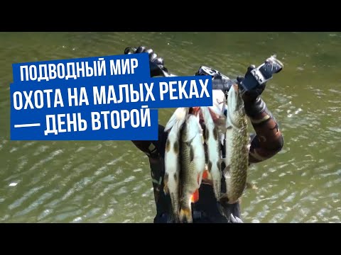Видео: Подводный мир. Охота на малых реках — день второй