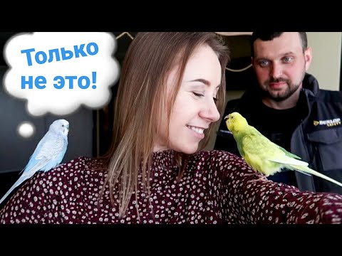 Видео: КАК ПРИРУЧИТЬ ПОПУГАЯ? ЛАЙМА БЕРЕМЕННА? СБЕЖАЛА ИЗ ДОМА!