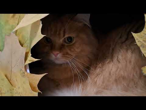 Видео: Октябрьский дворец для Персика #ЖизньЗвезды #hendmade #осень #новости