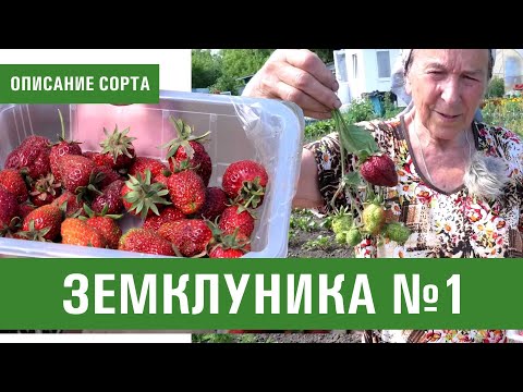 Видео: Земклуника. Новый сорт земклуники от Айтжановой Светланы Дмитриевны.