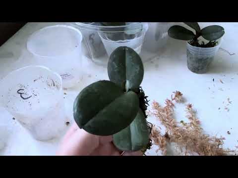 Видео: Пересаживаю орхидеи из фласки спустя четыре месяца