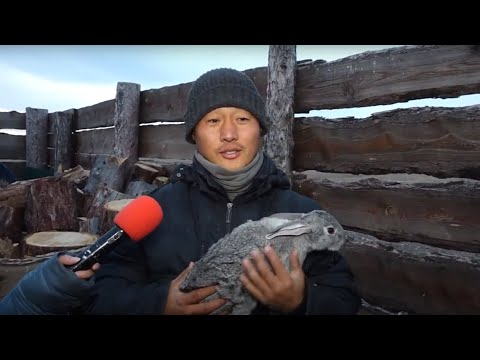 Видео: Хотоос хөдөөд шилжин суурьшсан айл