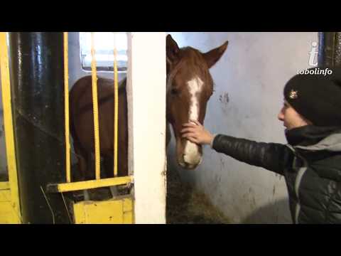 Видео: Знаменитая Костанайская порода лошадей в ТОО "Қазақ тұлпары" на грани вымирания