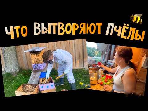 Видео: Жизнь в Канадский деревне // злой улей что творит, качаем летний мёд