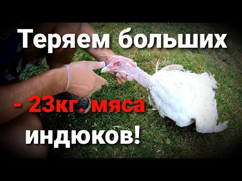 Видео: ❗ПОЧЕМУ ДОХНЕТ ВЗРОСЛАЯ ИНДЕЙКА? / ВЫЯСНЯЕМ ПРИЧИНЫ ПАДЕЖА / РАЗРЫВ БРЮШНОЙ АОРТЫ