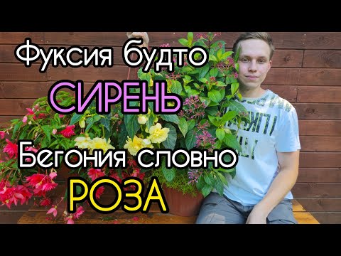 Видео: Обзор КОНТЕЙНЕРНЫХ растений - неприхотливые и обильноцветущие! Самая необычная ФУКСИЯ!