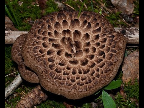 Видео: Ежовики (Ёжики). Маринованные грибы.