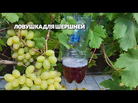 Видео: Ловушка для ос и шершней