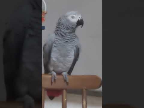 Видео: Вот как надо говорить: Моя умница!