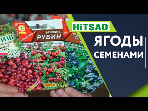 Видео: Почему не надо сажать ягоды семенами 🍓 Как выращивать ягоды СЕМЕНАМИ