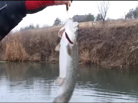 Видео: Зимой ловим форель на ультралайт. "О рыбалке всерьёз". Мастер-класс 199
