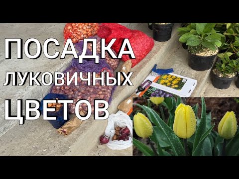 Видео: ВЫСАЖИВАЮ ЛУКОВИЧНЫЕ ЦВЕТЫ В ОКТЯБРЕ |Посадка тюльпанов,крокусов,гиацинтов в кашпо и открытый грунт