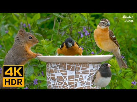 Видео: кошка тв😺8 часов❤️красивые птицы и белки (4K HDR)