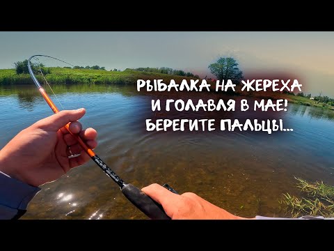 Видео: ВЕРНУЛСЯ ДОЛОВИТЬ ЖЕРЕХА, А ПОЙМАЛ ... РЫБАЛКА НА БЕЛОГО ХИЩНИКА! Прокатился в травмпункт.