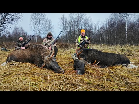 Видео: Охота НА ЛОСЯ 💥ДВА БЫКА