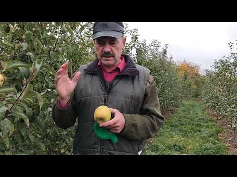 Видео: Знаменитый и до сих пор не уходящий в историю сорт - Ренет Симиренко, мои наблюдения.