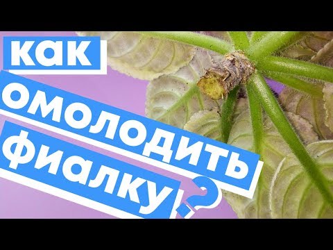 Видео: СУПЕР СПОСОБ КАК ОМОЛОДИТЬ ФИАЛКУ? ПРОВЕРЕННЫЕ И РАБОТАЮЩИЕ СПОСОБЫ!