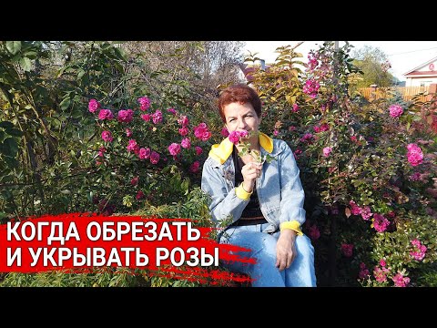 Видео: Когда обрезать и укрывать розы
