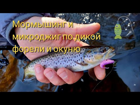 Видео: Мормышинг и микроджиг по дикой форели и окуню в октябре. Не закрыл закрытие))