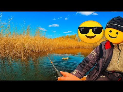 Видео: Есть ли щуки на СЕКРЕТНОМ БОЛОТЕ!? Смотреть ВСЕМ!