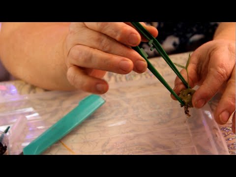 Видео: ЖАЛЬ, что я раньше НЕ ЗНАЛА об этом СПОСОБЕ ПРОРАЩИВАНИЯ СЕМЯН! Семена ВСХОДЯТ НА УРА!