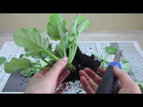 Видео: КАК ПЕРЕУКОРЕНИТЬ ФИАЛКУ! УКОРЕНЕНИЕ ГОЛОВЫ ФИАЛКИ!