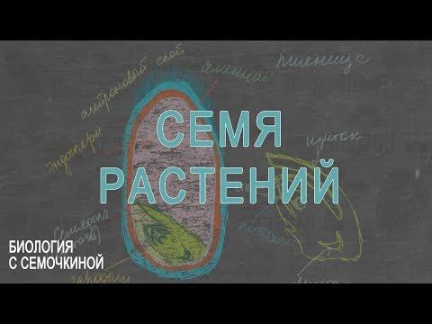 Видео: Строение семени