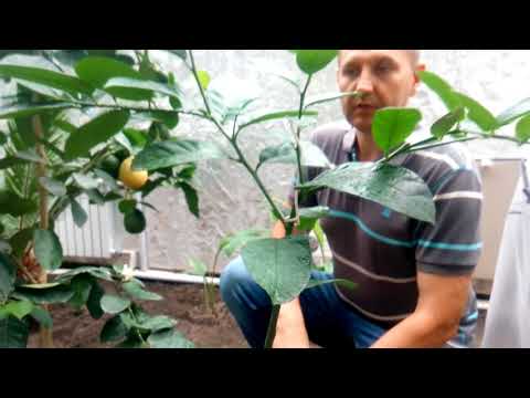 Видео: Инжир, банан, лимон и др... Наши тропики радуют плодами