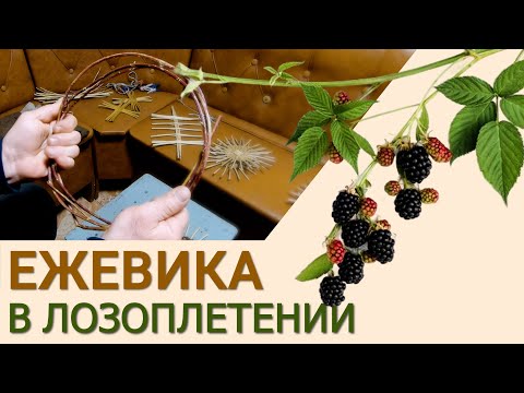 Видео: Длинные прутья ЕЖЕВИКИ в ЛОЗОПЛЕТЕНИИ