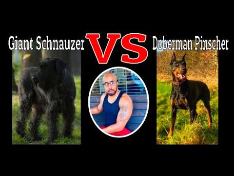 Видео: Ризеншнауцер против доберман-пинчера: «Кто победит»!