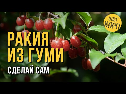 Видео: РАКИЯ из ГУМИ (лох многоцветковый).  Напиток просто Сказка.  Как правильно сделать. // Олег Карп