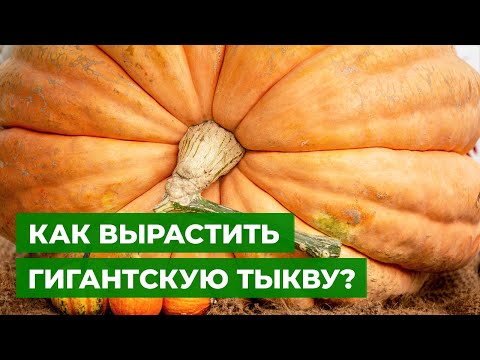 Видео: КАРЕТА ДЛЯ ЗОЛУШКИ | Выращивание гигантской тыквы