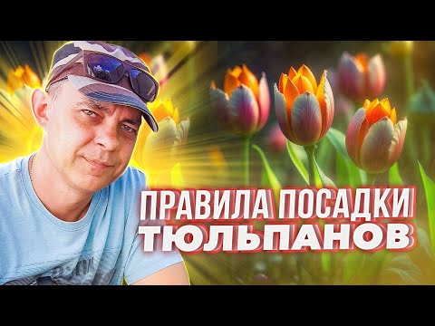Видео: НЕ САЖАЙТЕ ТЮЛЬПАНЫ ОСЕНЬЮ, ПОКА НЕ ПОСМОТРИТЕ ЭТО ВИДЕО
