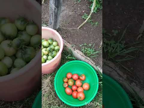 Видео: Урожай 2025/Harvest 2025
