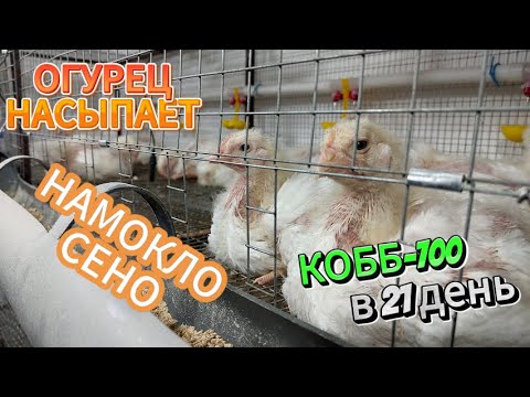 Видео: Намочило тюки люцерны.КОББ-700 в 21 день.Огурец насыпает.В поисках сена.